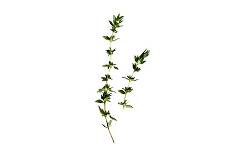 Thyme Png