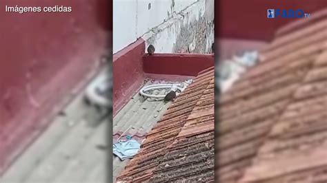 Ratas Amenazan A Las Viviendas Cercanas A Un Solar Abandonado En El