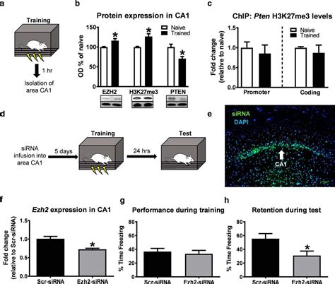 Ezh2 Methyltransferase Activity Controls Pten Expression And Mtor