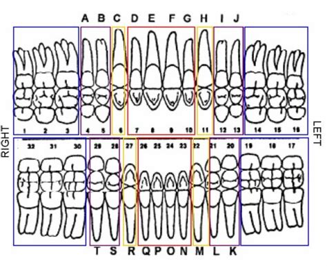 Human Teeth Dental Chart Bradford Dentistry Resources