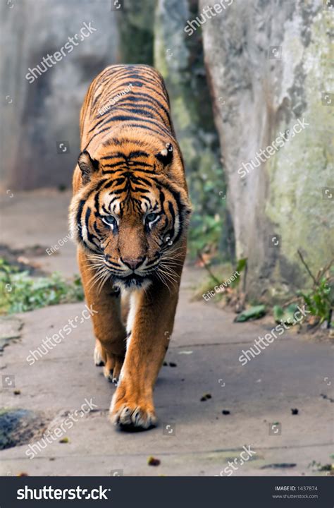 Beautiful Tiger Walking Towards Camera Stock Photo 1437874 Shutterstock