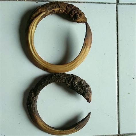 Jual Taring Babi Melingkar Mati Ngurak Kalung Etnik Koleksi Suku Dayak