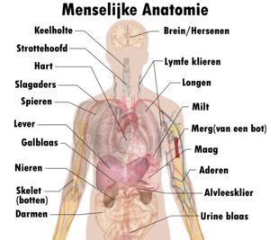 Afbeelding Menselijk Lichaam Organen 198 223 Menselijke Organen Foto