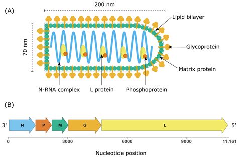 Biology Free Full Text Emerging Rhabdoviruses And Human Infection