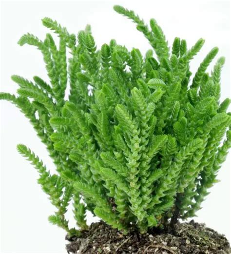 Crassula Muscosa Succulent Guide