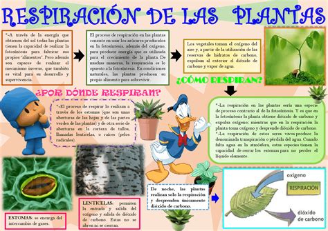 Metabolismo Y Respiracion Celular En Las Plantas Compartir Celular