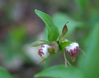 Uncommon Visible Michigan Native Orchids - Michigan Native Orchids