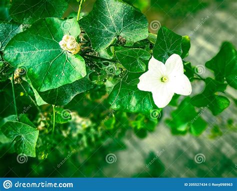 Esta Es Una Hermosa Hoja Verde Y Flor Blanca Al Borde De La Carretera Foto De Archivo Imagen