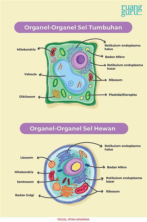 Macam Organel Sel Tumbuhan Dan Sel Hewan Serta Fungsinya Perencana