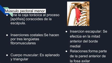 M Sculos De La Cintura Escapular Anatomia Ppt Descarga Gratuita