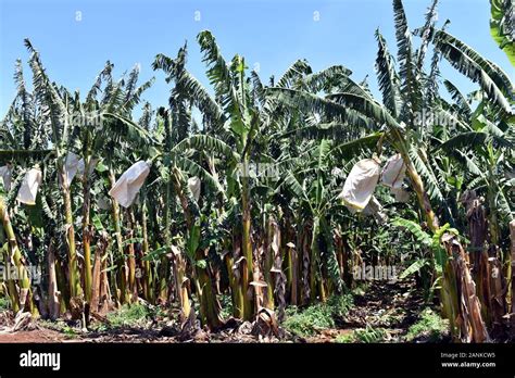 Pencas de platanos fotografías e imágenes de alta resolución Alamy