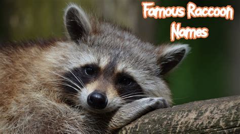 140 Best Pet Raccoon Names (Cute, Funny, & Famous Names)