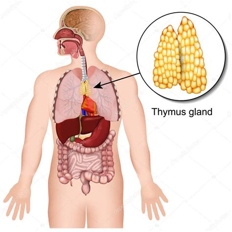 Sistema endocrino de la glándula del timo 3d vector médico ilustración sobre fondo blanco 2023