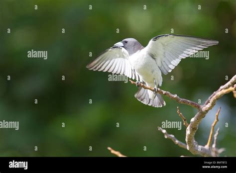 White Breasted Wood Swallow Artamus Leucorynchus With Wings Open