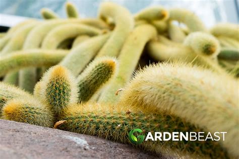 Golden Rat Tail Cactus Guide How To Care For “cleistocactus Winteri”