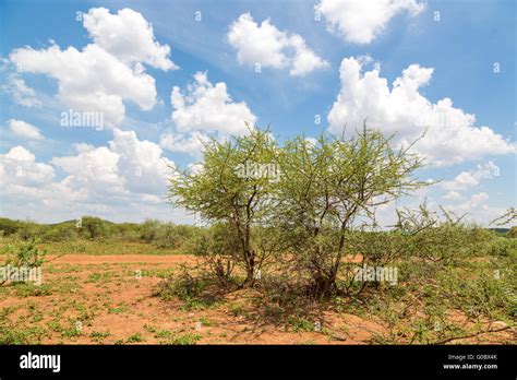 Shrubs In The Dry Savannah Grasslands Of Botswana Stock Photo Alamy