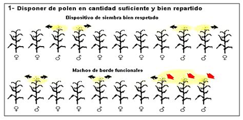 Manejo Del Semillero Y Factores Que Determinan La Pureza Varietal Sag