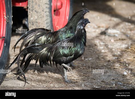 Black sumatra chicken hi-res stock photography and images - Alamy