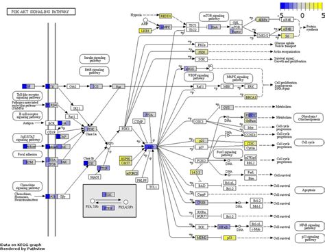 Differentially Expressed Genes Enriching The Pi3k Akt Signalling Download Scientific Diagram