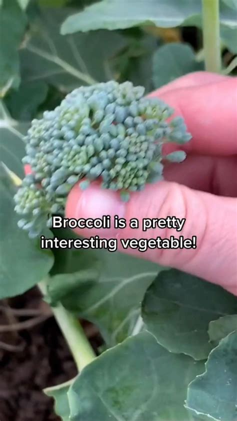 Growing Broccoli Artofit