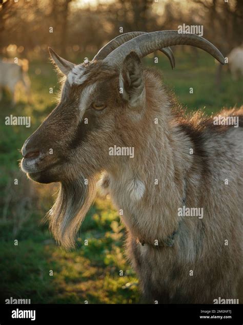 Symbol of the Chinese New Year 2027. Goat muzzle. Close-up of the head ...