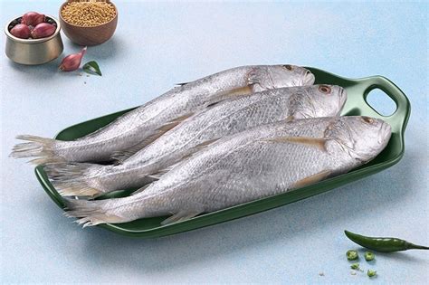 Silver Croaker Kora Bhola ভল Whole Buy online freshtohome