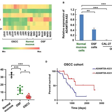 Lncrna Adamts9‐as2 Is Down‐regulated During Osf Carcinogenesis And