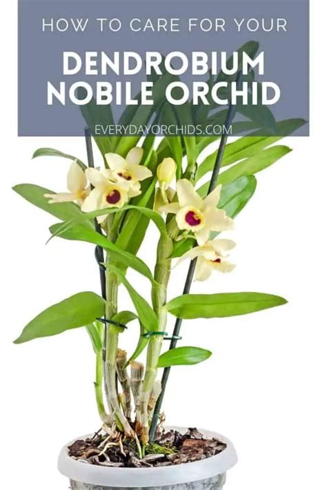 Dendrobium Nobile Orchid Care Guide Everything You Need To Know