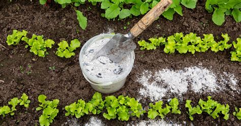 Cendre De Bois Au Jardin Quels Sont Ses Usages Comment L Utiliser