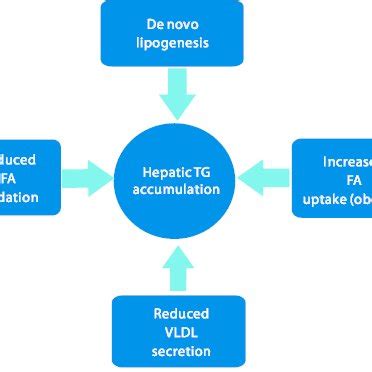 Model For The Tg Accumulation In The Liver In The Early Stage Of Nafld