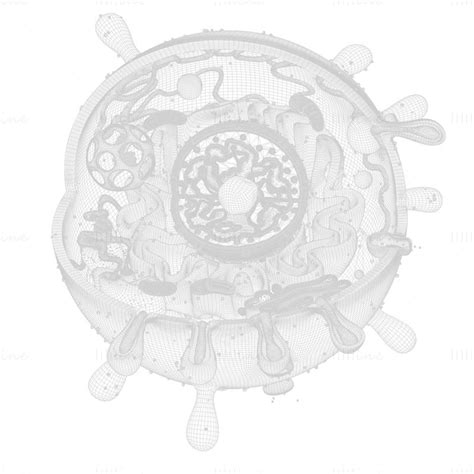 Animal Cell 3D Model