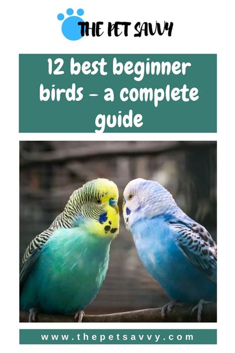 12 Best Beginner Birds For Pet Owners