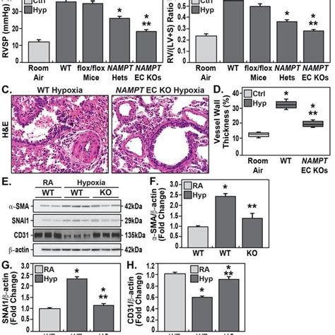 Human Pah Pbmcs Show Basal Toll Like Receptor Tlr Pathway Gene Download Scientific Diagram