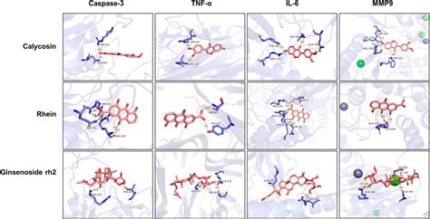 Frontiers Network Pharmacology Molecular Docking And Experimental