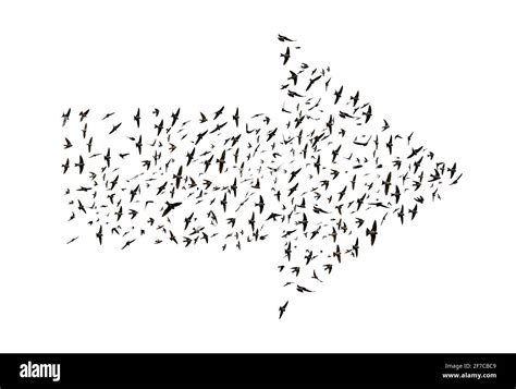 Birds flying in arrow formation isolated on a white background Stock ...