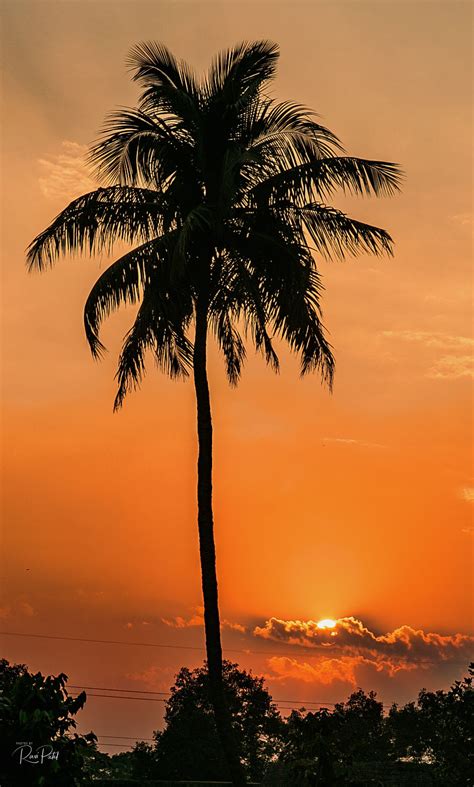 Sunset Against Palm Trees | Photos by Ravi