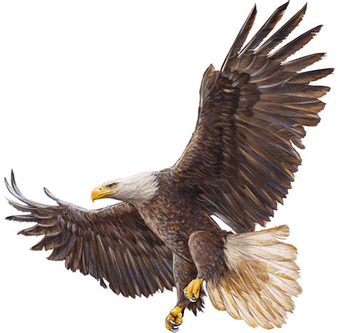 Bald Eagle Flying Swoop Attack Hand Draw And Paint Color On White Background Stock Illustration