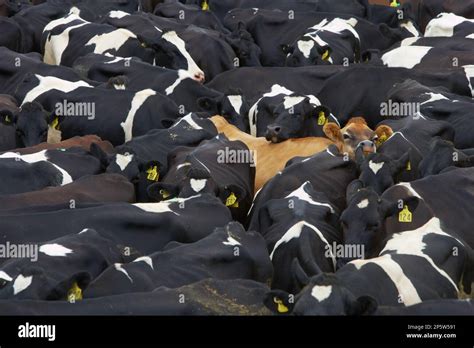 Dairy Milking Herd Collected In Yard Waiting To Be Milked Holstein