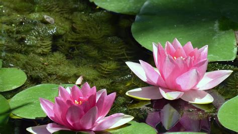 Der Botanische Garten Weihnachten Im Elsass