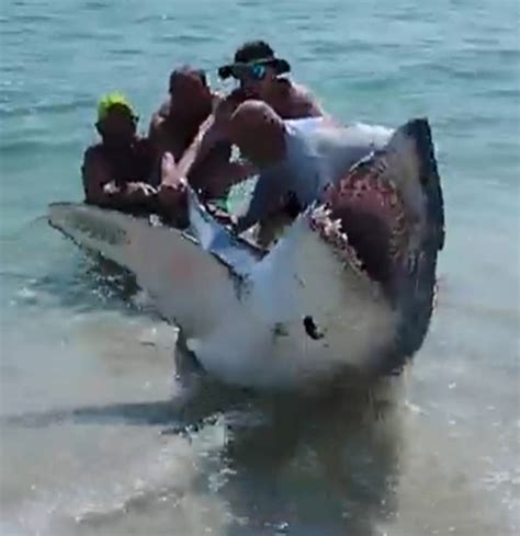 Terrifying Moment Florida Beach Goers Pull A Shark Back Into The Ocean