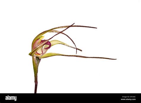 Australian Orchid Cut Out Stock Images Pictures Alamy