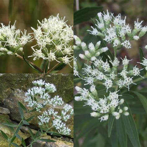 Seeds For Planting Eupatorium Altissimum Seeds Tall Boneset Tall