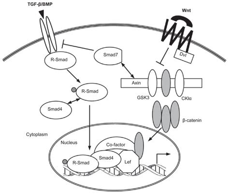 Signaling Cross Talk Between Tgf Betabmp And Other Pathways