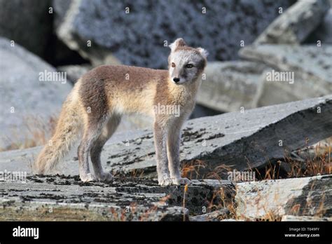 Arctic fox, Norway Stock Photo - Alamy