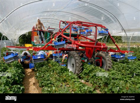 Strawberry Picking Machine With Foreign Workers Harvests Inside Stock