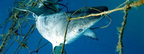 Ban Killer Shark Nets In Nsw Animal Justice Party Nsw