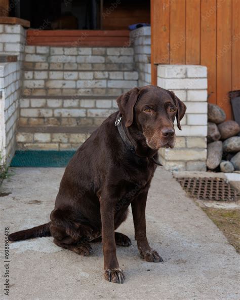 Can Labradors Be Guard Dogs