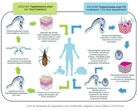 Trasmissão Doença De Chagas Trypanosoma Cruzi