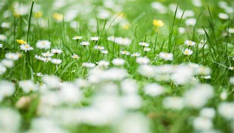 A Handy Edible Weeds Guide: Unexpected Nature's Bounty | Whole People