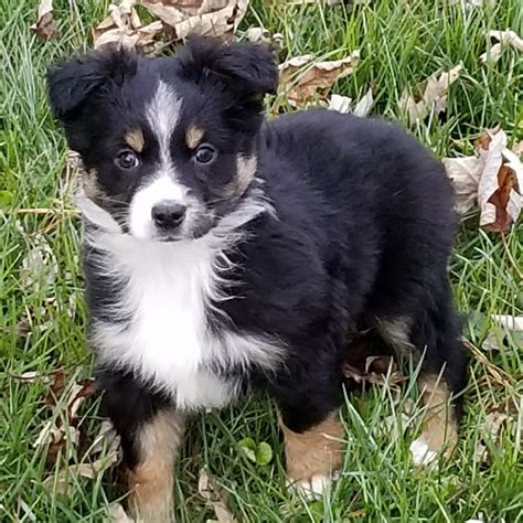 Puppies For Sale Miniature Australian Shepherd Miniature Australian Shepherds Mini Aussies